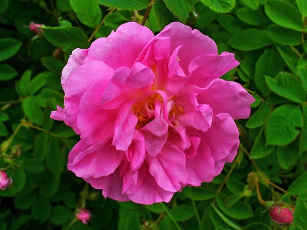 صور ورد دمشقي جوري وردي Pink Damask Rose Flower - صور ورد وزهور Rose Flower images